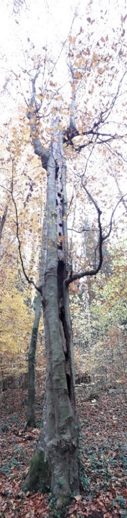 Bild4