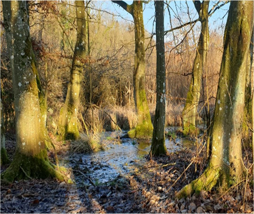 Bild1